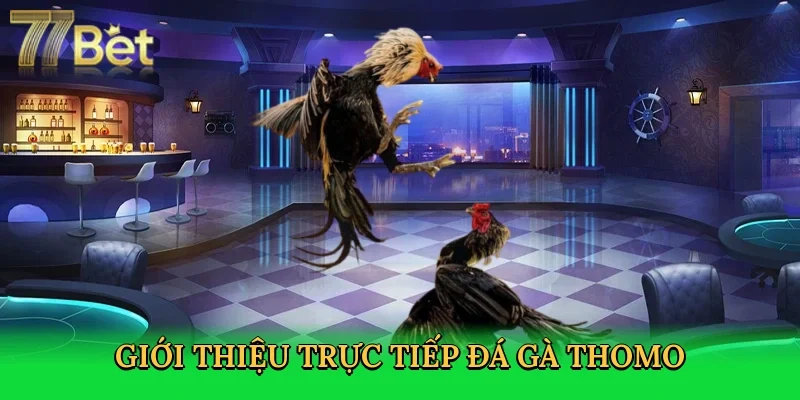 Tìm hiểu trực tiếp đá gà Thomo