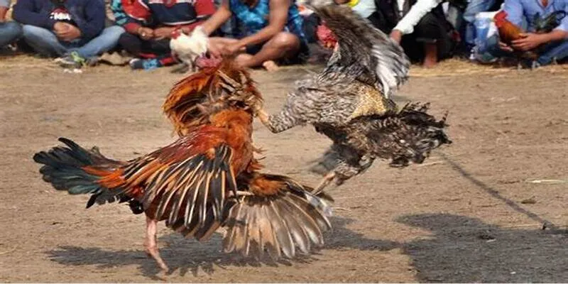 Cộng đồng KUBET thân thiện