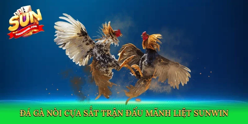 Đá gà nòi cựa sắt trận đấu mãnh liệt Sunwin