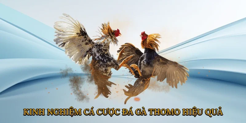 kinh-nghiem-ca-cuoc-da-ga-thomo-hieu-qua-3