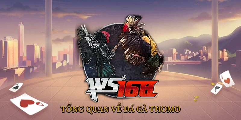 tong-quan-ve-da-ga-thomo-1